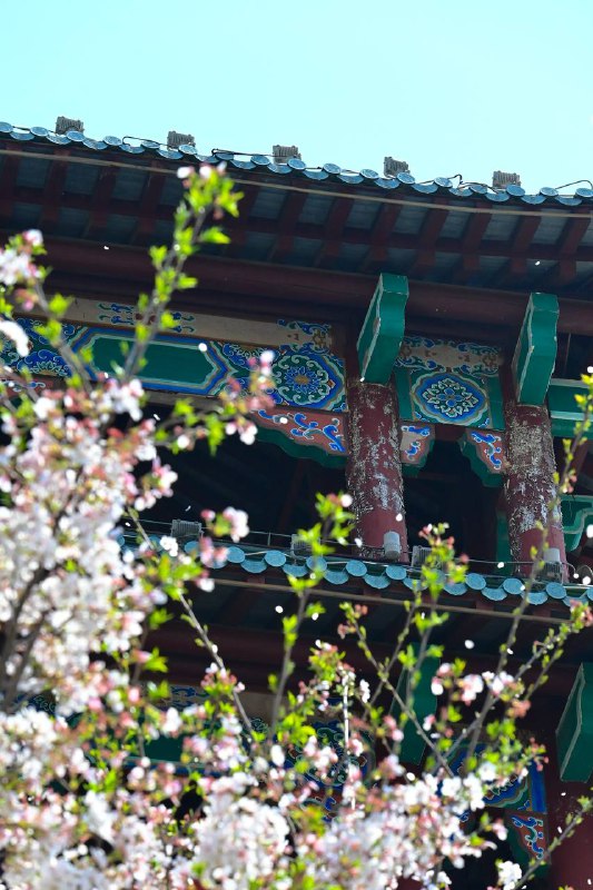 #traveling #南京南京的景点异常众多，此次三天的短暂停留势必只能简单速通了