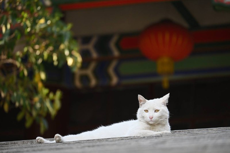 #traveling #南京上海 F1 观赛结束后，我顺道造访了六朝古都南京