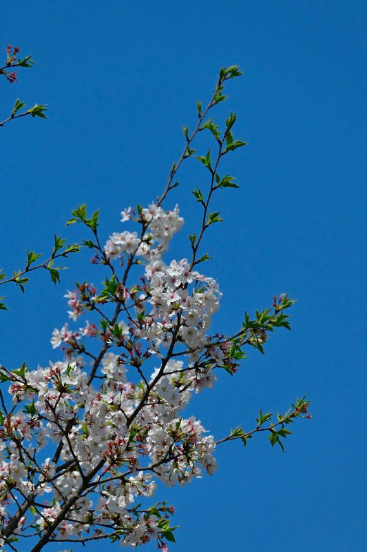 #traveling #南京南京的景点异常众多，此次三天的短暂停留势必只能简单速通了