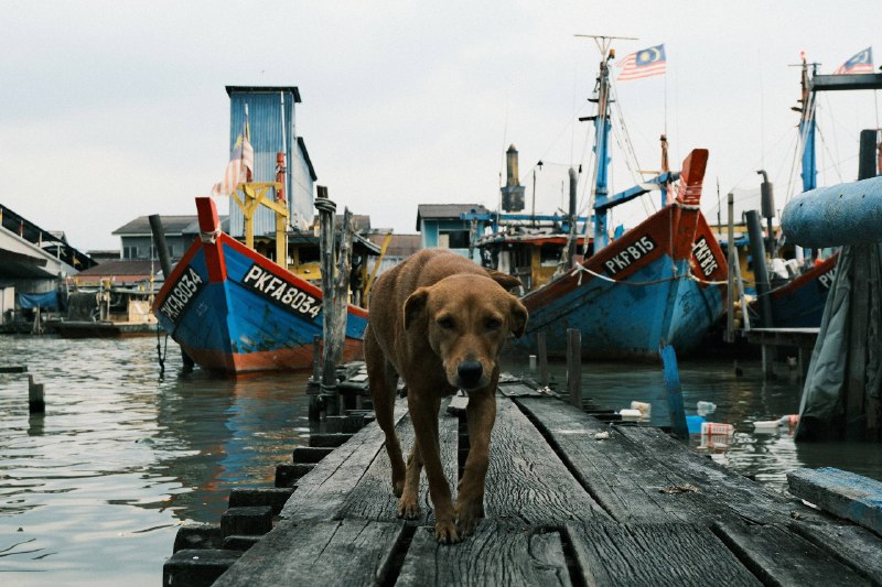 #traveling #Malaysia #KualaSepetang 十八丁（Kuala Sepetang），旧称砵威（Port Weld），是霹雳州太平附近的一个著名百年华人渔村