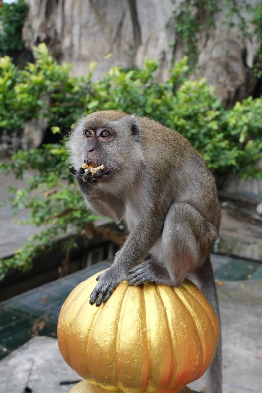 #traveling #Malaysia#KualaLumpur🕉印度教是一个非常有意思的宗教，东南亚诸国均有 #印度教 的传播痕迹：  🇰🇭柬埔寨的吴哥窟  🇮🇩印尼的普兰巴南  🇱🇰斯里兰卡的锡塔安曼神庙  ……而在🇲🇾吉隆坡，印度教的体现是鼎鼎有名的 #黑风洞