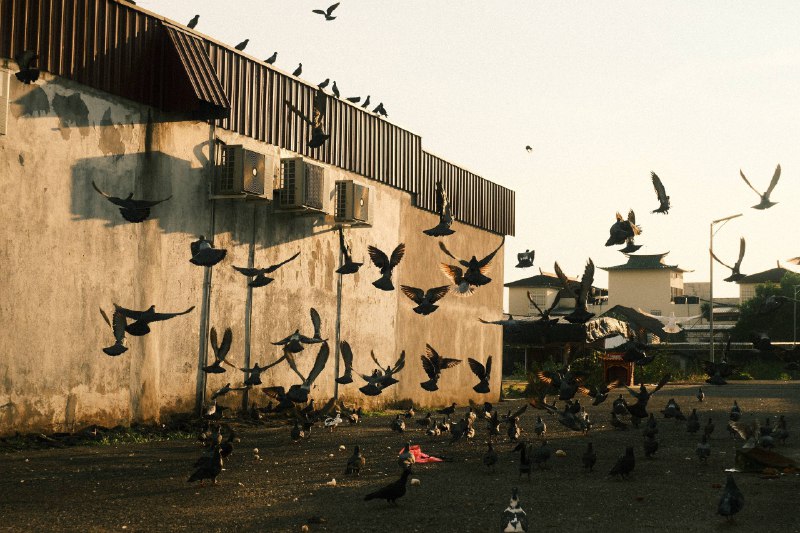 #traveling #Malaysia #Taiping 如果说太平的城市命名只是这座小城不起眼的历史注脚，那午间的🍜华人大排档、入夜后当街摆放的食肆摊贩🏬（P2-P3）或许才是它真正的底色